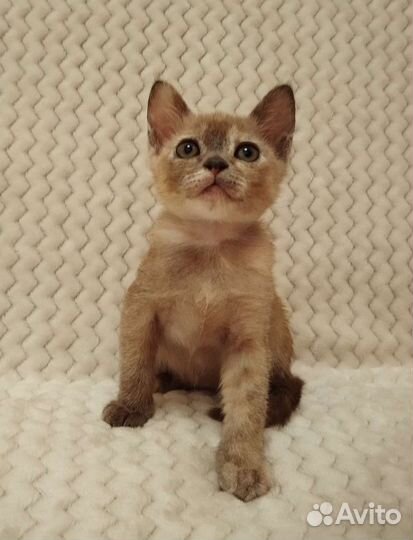 Бурманские котята