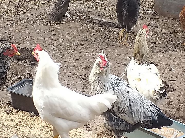 Питухи домашние