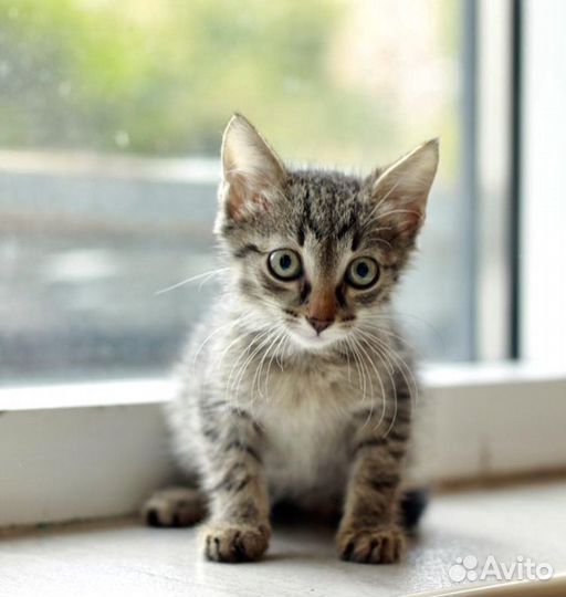 Котёнок 1.5 месяца