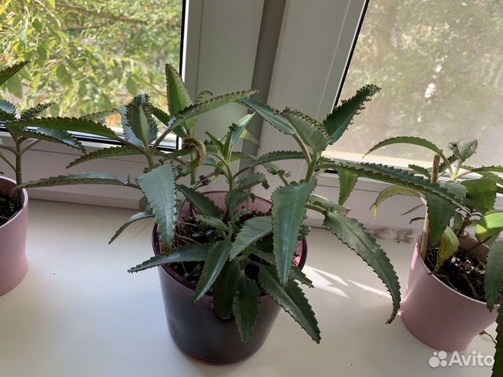 Коланхоэ лечебный