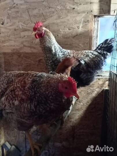 Куры петухи