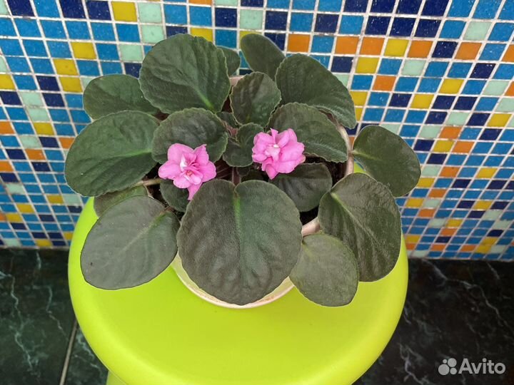 Фиалки цветущие в горшке