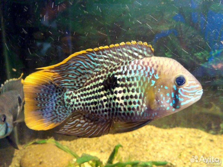 Гуппи, акара бирюзовая, креветки