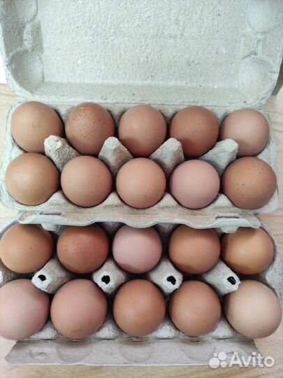 Домашние куриные яйца