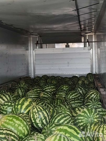 Семена арбуза 