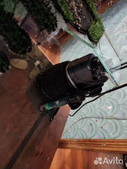 Продам красноухих черепах