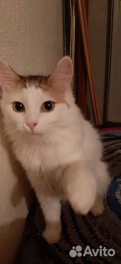 Кошечка ищет семью