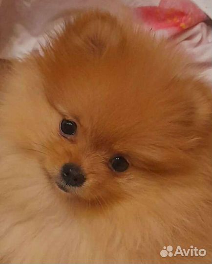 Фотосессия с лошадьми (прогулки, иппотрапия)