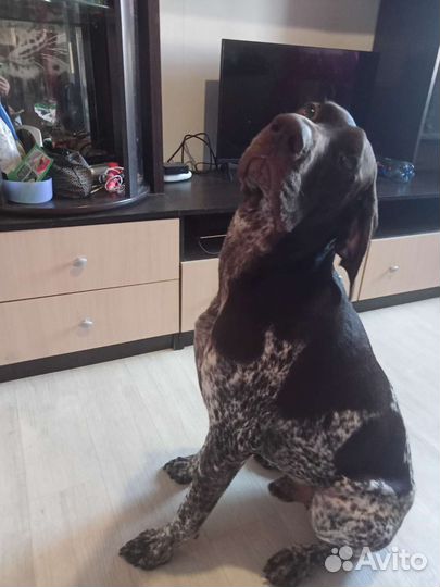 Курцхаар вязка