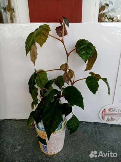 Березка /циссус