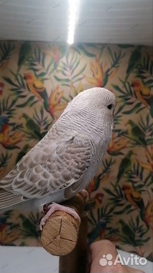 Птенец ввп (Чех)