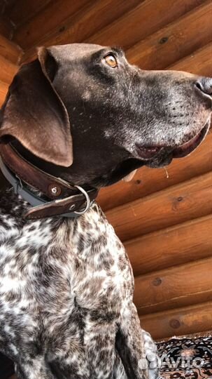 Курцхаар вязка