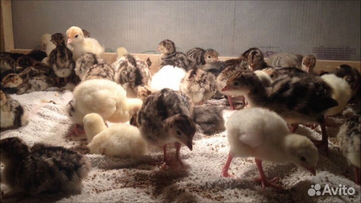 Инкубационное яйцо индейки и индюшата