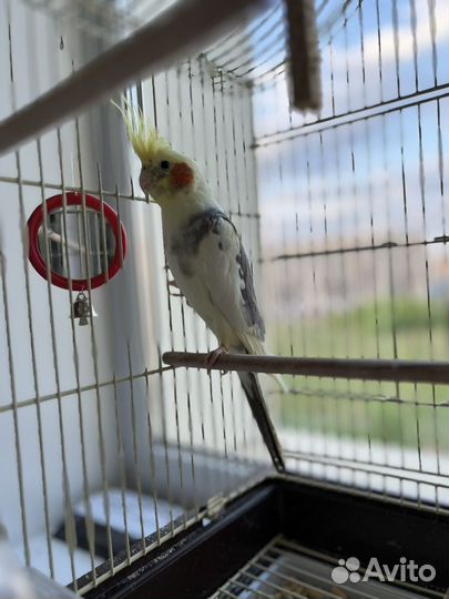Попугай корелла