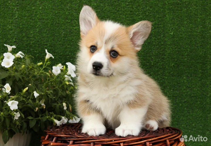 Вельш-корги пемброк щенки