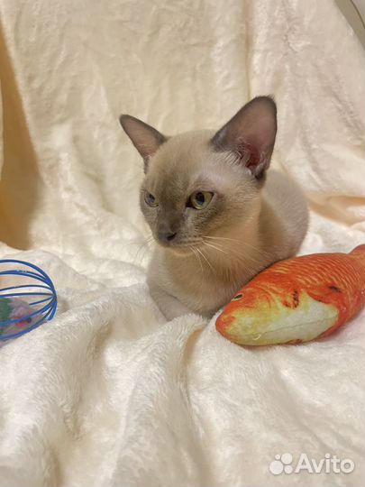 Бурманские котята