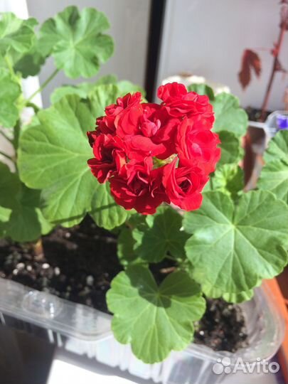 Пеларгония розебудная