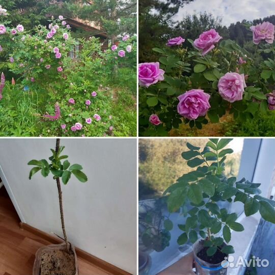 Саженцы розы, магонии, божьего дерева