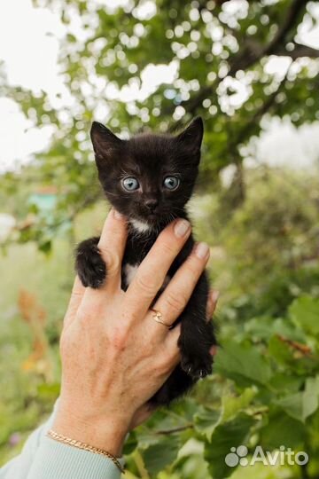 Кошки в добрые руки