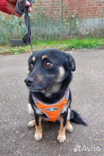 Собачка небольшая