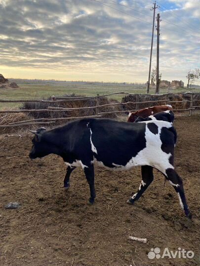 Корова дойная