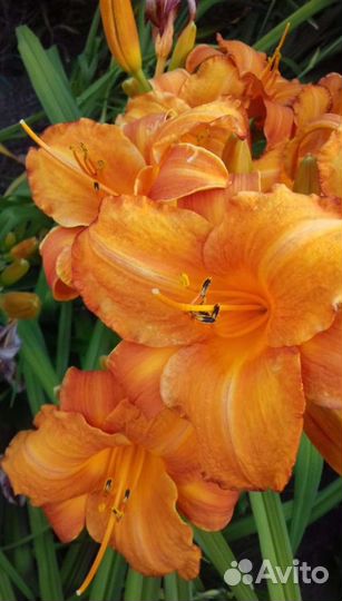 Лилейники сортовые садовые многолетники (цветы)