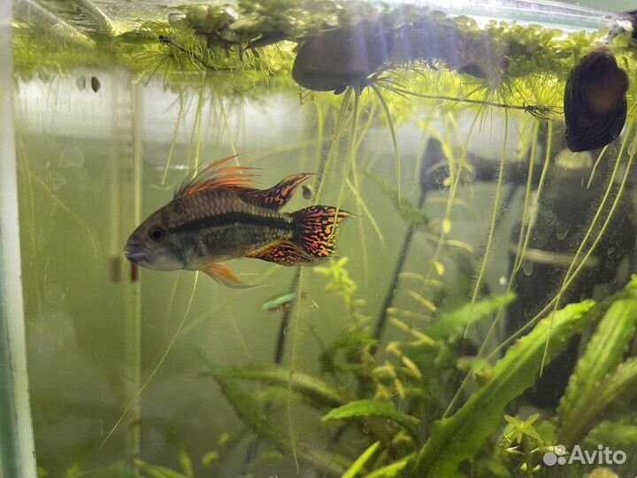 Апистограмма какаду