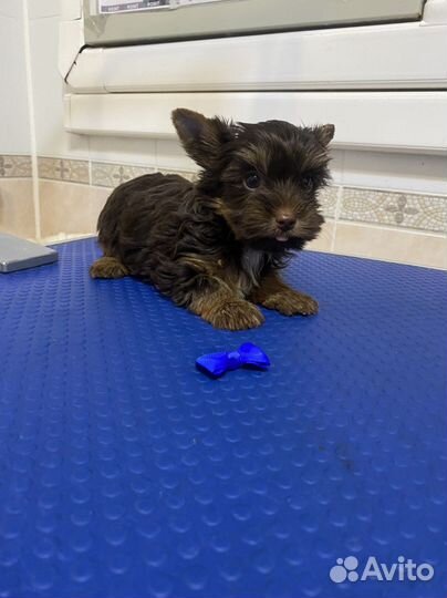 Шоколадные мальчики