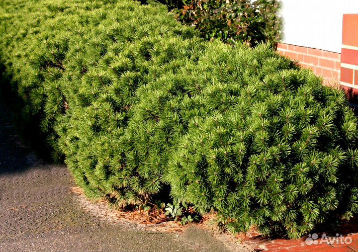 Сосна горная Пумилио (Pumilio)