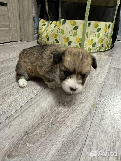 Вельш-корги щенки