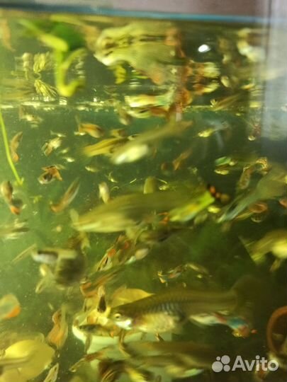 Аквариумные рыбки гуппи