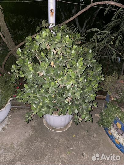 Денежное дерево большое