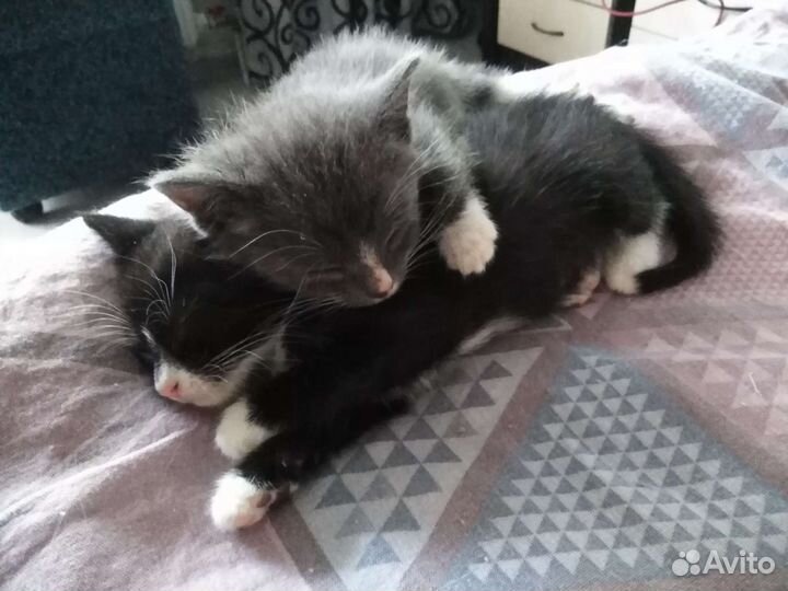Котята в добрые руки