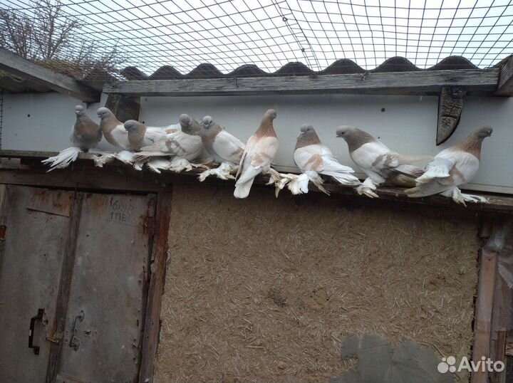 Продам голубей