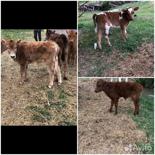 Коровы телки и телята Цена договорная