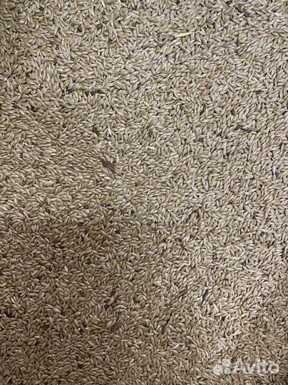 Рапс, Канареечное семя