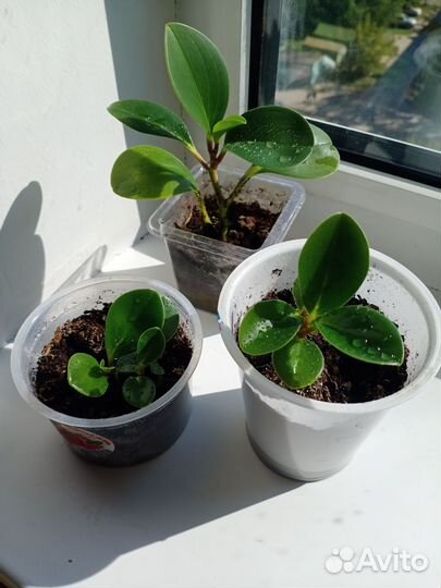 Домашние комнатные растения фикус, пеперомия