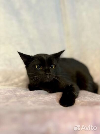 Кошечка в добрые руки