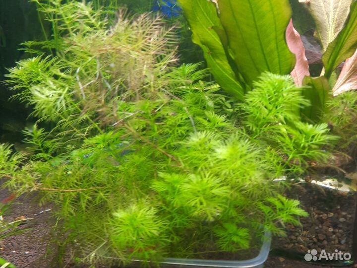 Аквариумные растения прополка