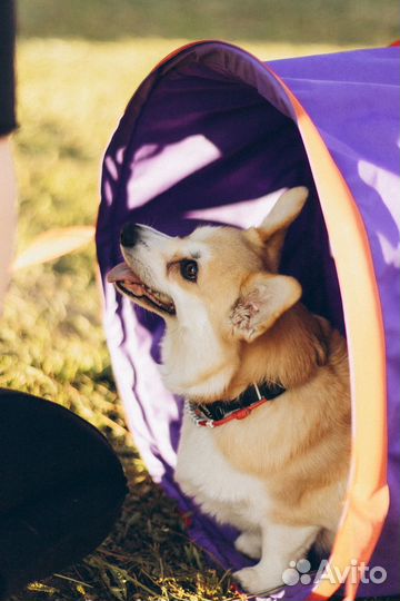 Услуги кинолога