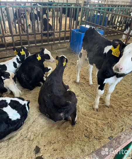 Бычки телята