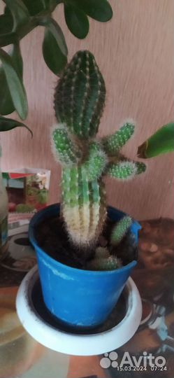 Спатифиллум