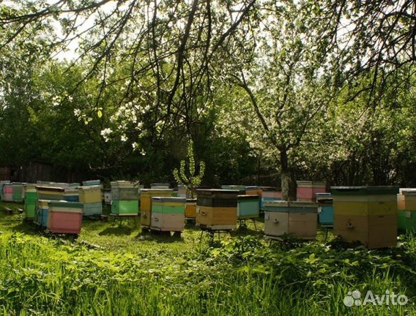 Мёд 2024 года натуральный опт