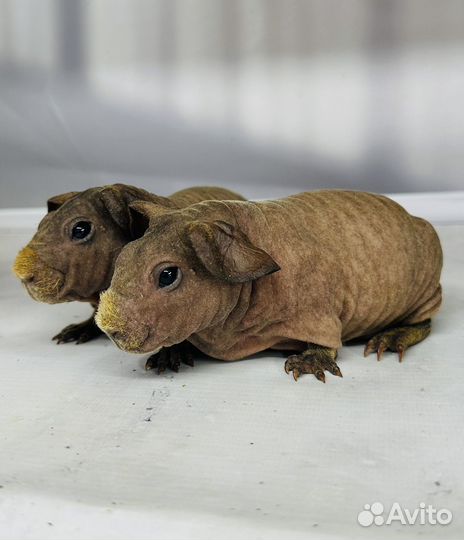 Морские свинки скинни