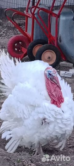 Продам индейку
