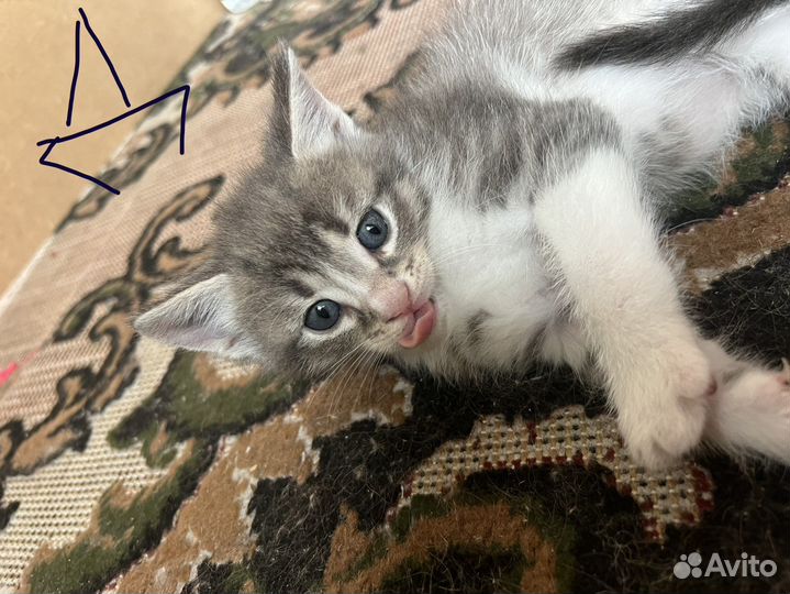 Отдам котят в добрые руки