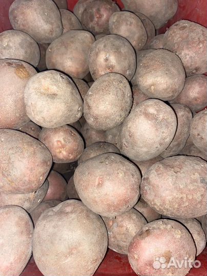 Продам домашний картофель