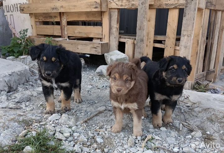 Подбросили щенков