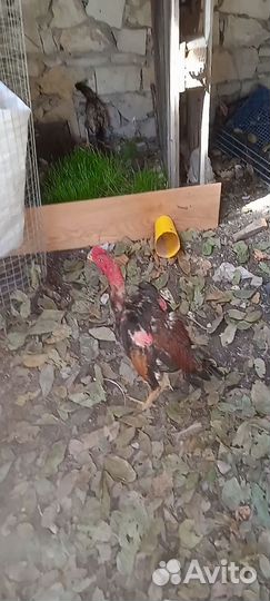 Бойцовые петухи и цыплята