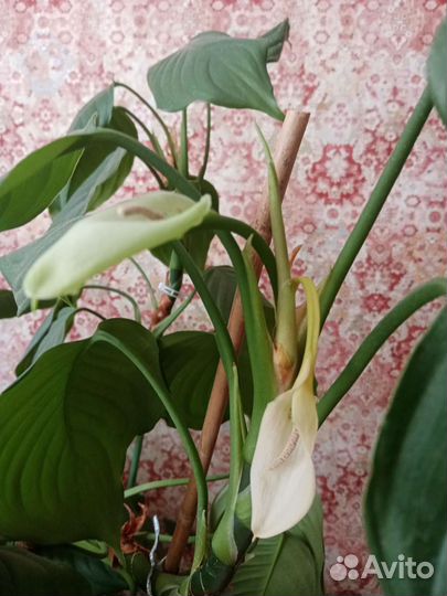 Аглаонема умеренная